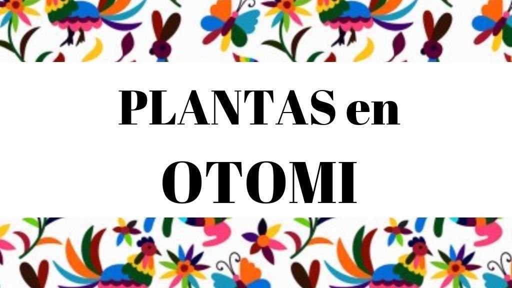 Partes de la naturaleza en Otomí - Flores, plantas, frutas y mas